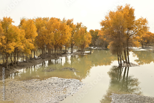 Tarim Huyan Lin Scenic Area in Luntai County, Xinjiang, when the leaves of the Hu Yanglin change color, it appears as a golden yellow. which means 