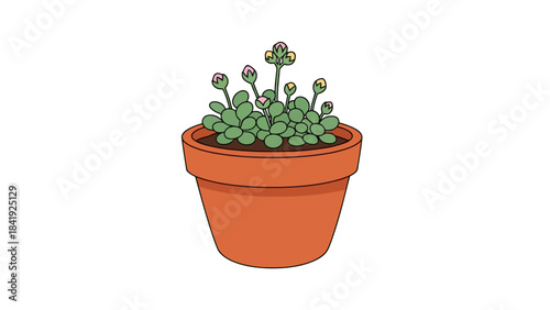 A potted succulent plant with green leaves and pink/yellow buds in a terracotta pot, isolated on white