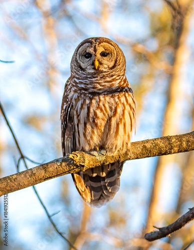 Barred Owl perched