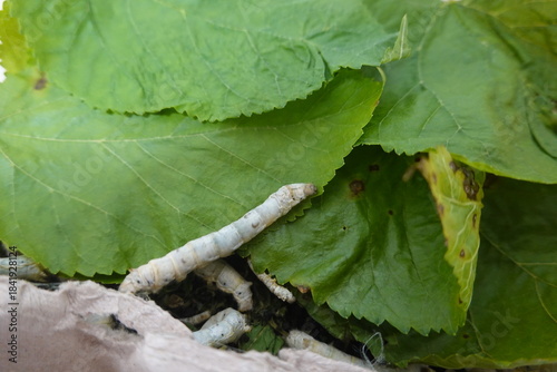 Tableau sur toile Silkworm eating mulberry leaves: sericulture process