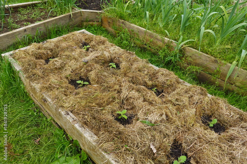 Obraz premium Gardener mulching vegetable seedlings in raised garden bed