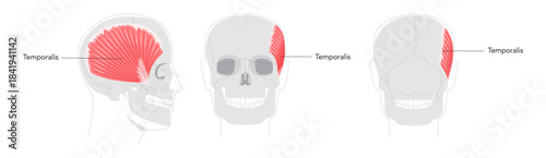 Temporalis - Human jaw muscle displayed in detailed anatomy chart, controls elevation and retraction of the mandible, important for masticatory function and clinical reference