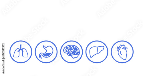 human organs icon liver lungs stomatch brain heart