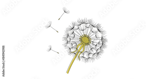 Delicate Dandelion Seed Head with Seeds Blowing Away in Wind.