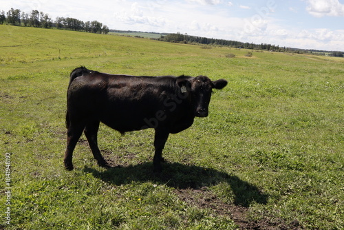 Cattle grazing on a hilly green summer pasture under a bright sun. The grass is green, sun is bright and the cattle look well fed and healthy. The herd of steers or grass cattle is very docile and hap