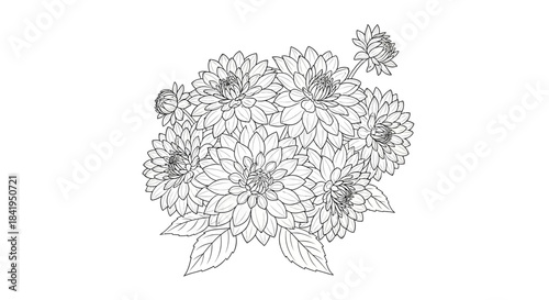 Elegant dahlia flower arrangement in black outline for coloring books and creative art projects
