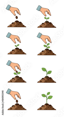 Planting seeds growing seedling stages step by step