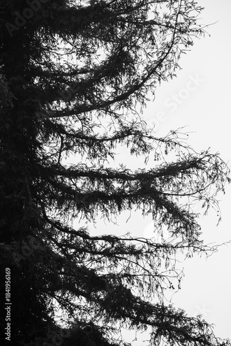 Norwegian Spruce Silhouette