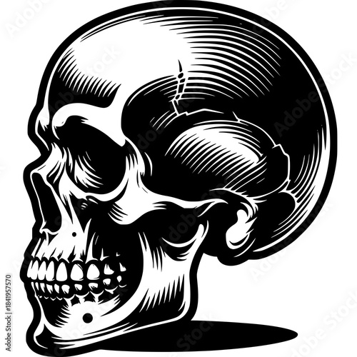 Artistic Skull: A detailed, monochromatic illustration showcases a human skull from a side perspective, highlighting the intricacies of bone structure and shadows.