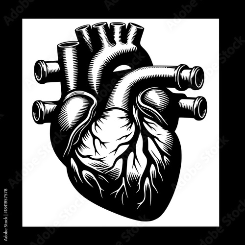 Anatomical Heart: A detailed depiction of a human heart, capturing its intricate structure and form. A visual representation of health and the human body.