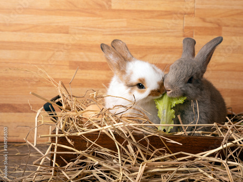 Foto Two sweet baby rabbits sitting in a straw nest sharing a piece of fresh lettuce,