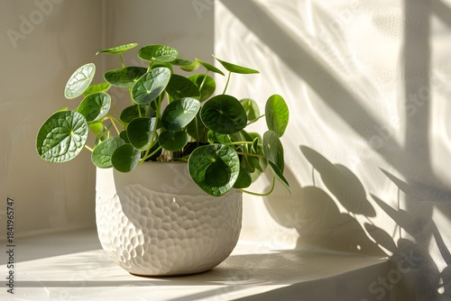 Sunlit Pilea Peperomioides in Textured White Pot on Bright Minimal Background green plant in a vase