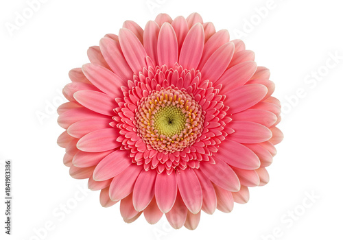 A vibrant pink gerbera daisy in full bloom isolated against a stark black background