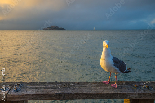 Schilderij op canvas Seagull with Alcatraz, San Francisco