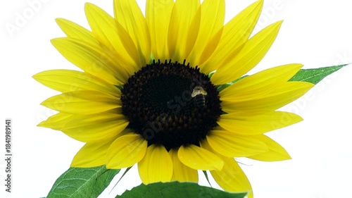 A close-up of a bright yellow sunflower with a bee collecting nectar at its center