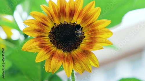 A close-up of a bright yellow sunflower with a bumblebee collecting nectar at its center