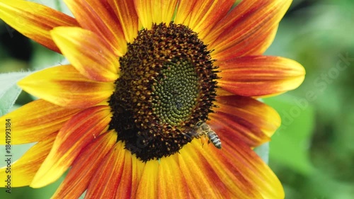 Close up footage of a vibrant sunflower in full bloom and a bee appears to gather nectar from its center