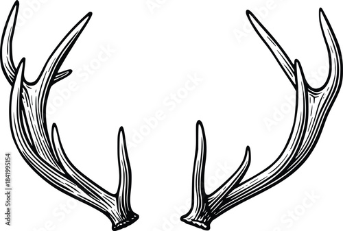 deer antlers skull vector hand drawn illustration
