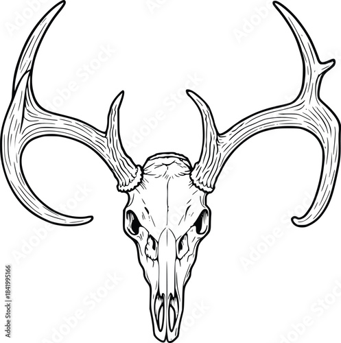 deer skull line art illustration