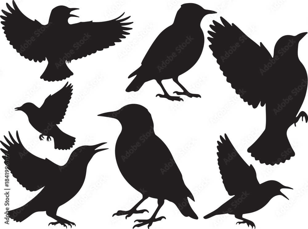 Obraz premium Starling Silhouettes