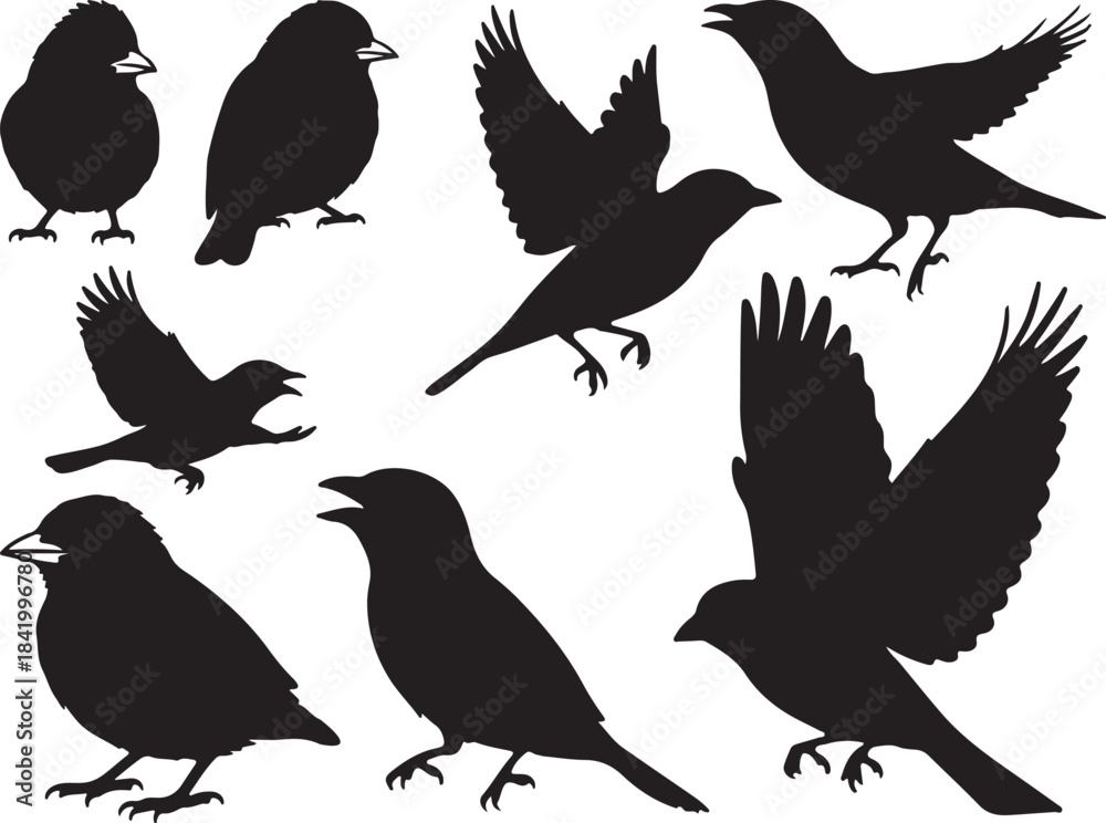 Fototapeta premium Tanager Silhouettes