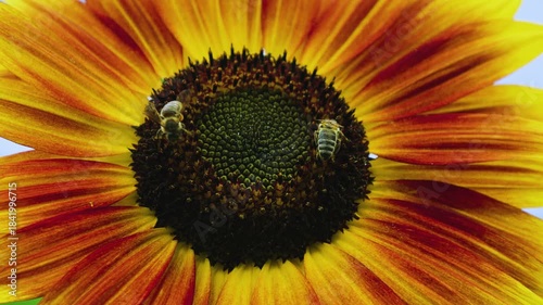 Close up footage of a vibrant sunflower in full bloom and two bees gathering nectar from it´s center