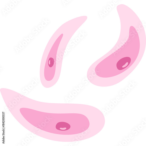 Toxoplasmosis illustration