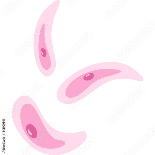 Toxoplasmosis illustration