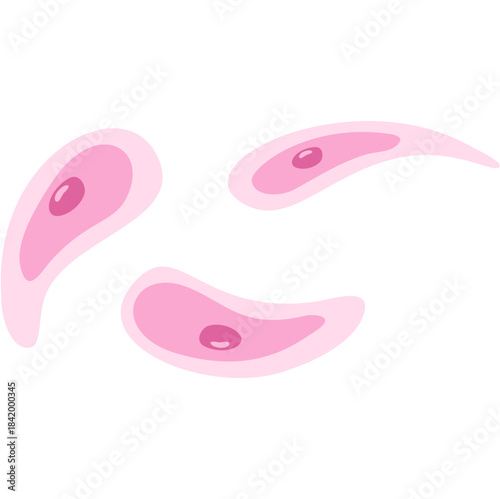 Toxoplasmosis illustration