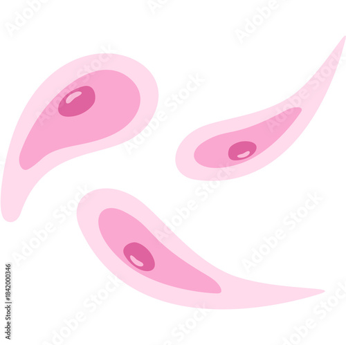 Toxoplasmosis illustration