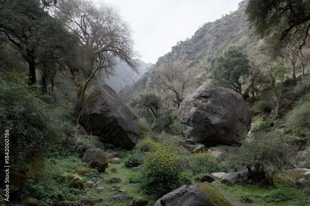 Obraz premium Large boulders rest in a lush green canyon with trees.