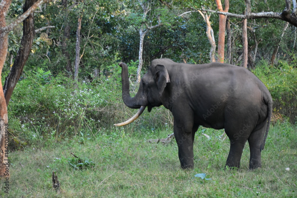 Fototapeta premium A single tusker salute
