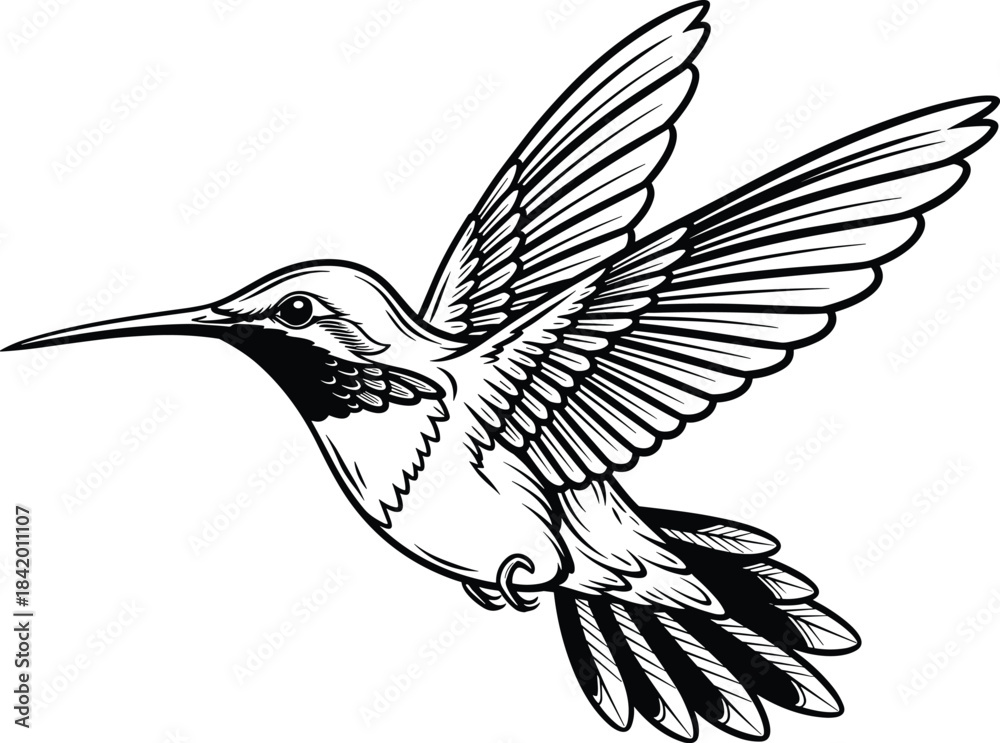 Fototapeta premium Black and White Outline Drawing of a Flying Hummingbird in Action with Rapidly Beating Wings, Hand-Drawn Vector Illustration for Nature, Wildlife, and Bird Concepts