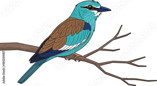 Colorful vector illustration of a perched songbird with vibrant turquoise and brown feathers, detailed markings, natural branch setting, and elegant wildlife design.