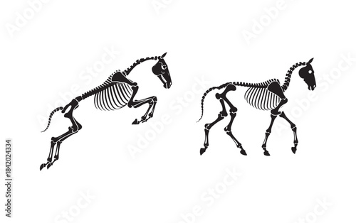 Horse Skeleton Illustration, Anatomical Running and Walking Equine Bones Art.