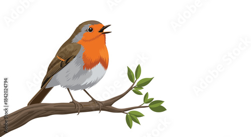 Beautiful European robin redbreast bird perched on a small branch with green leaves, singing with its beak open wide.