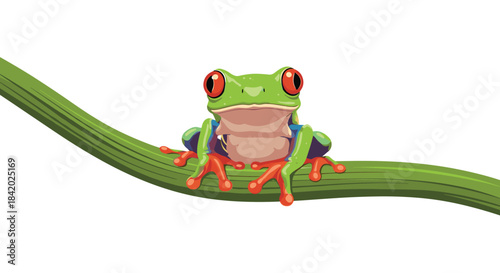 Vibrant and colorful red-eyed tree frog sitting on a green vine and staring forward, isolated on a white background.