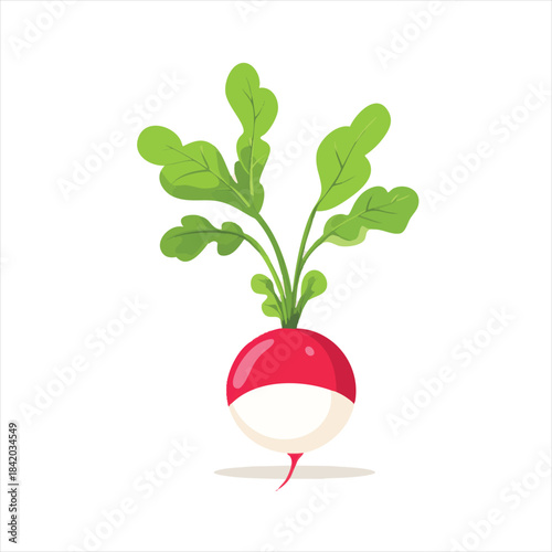 Red and white radish with green leaves