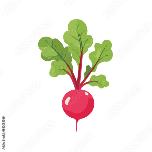 Vibrant red radish with lush green leaves.  A healthy root vegetable
