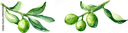 2 sets of watercolor mistletoe with clipping path