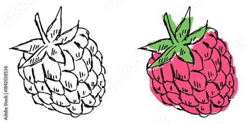Grunge sketch handdrawn raspberry vector for artistic jam labels and wild berry concepts. Symbolizes natural sweetness and rough ink textures.