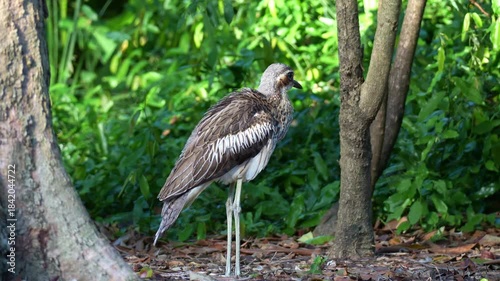 Close up shot of adult Bush stone-curlew (Burhinus grallarius), a large, ground-dwelling bird endemic to Australia.
