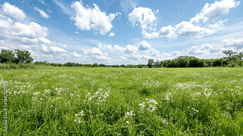 Fototapeta Naklejka Na Ścianę i Meble -  Green meadow wildflower field under blue sky with fluffy clouds, peaceful summer landscape