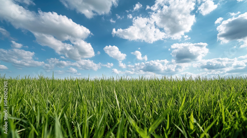 Fototapeta Naklejka Na Ścianę i Meble -  Green grass horizon blue sky with fluffy cloud under bright summer sunlight