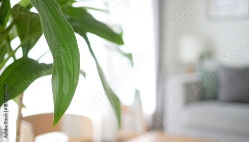 Green plant leaves in soft focus, bright, airy room