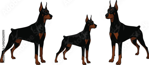 Three black and brown Doberman Pinscher dogs standing in profile animal