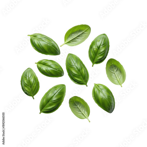 Fresh green basil leaves isolated on transparent background