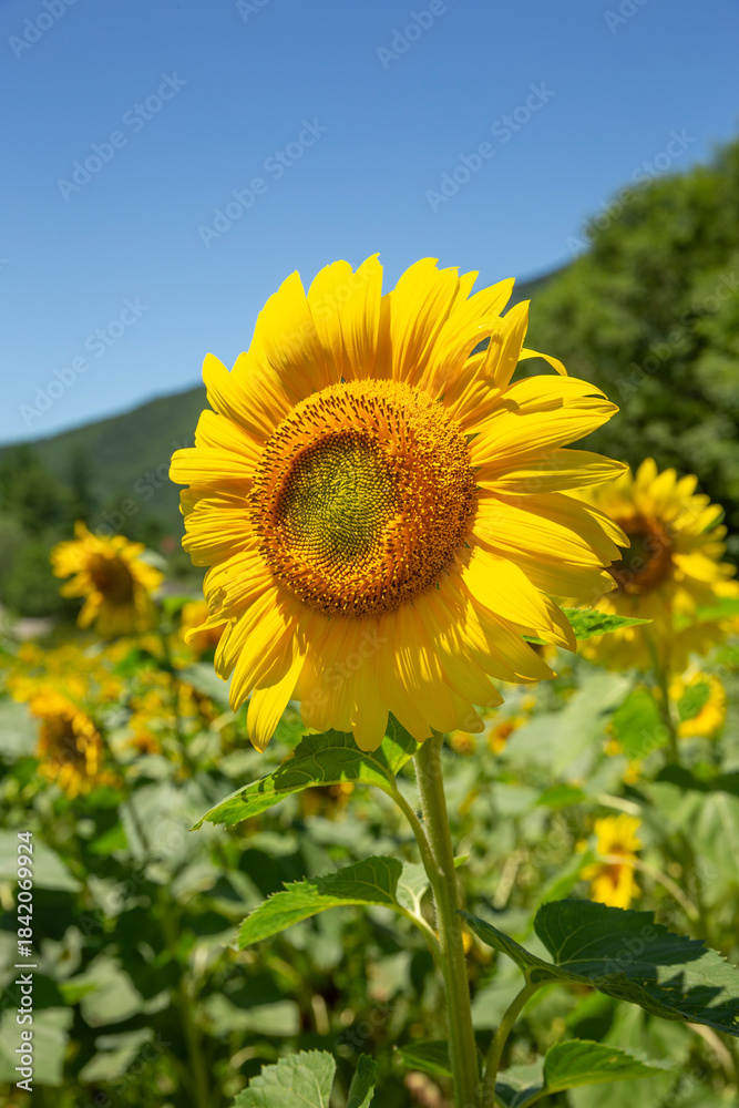 Obraz premium Beautiful sunflowers basking in the sunlight