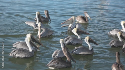 Multiple pelicans swimming in a tight bunch in blue water. Sunny day in Gulfport, Fl.. Riding the waves and moving.