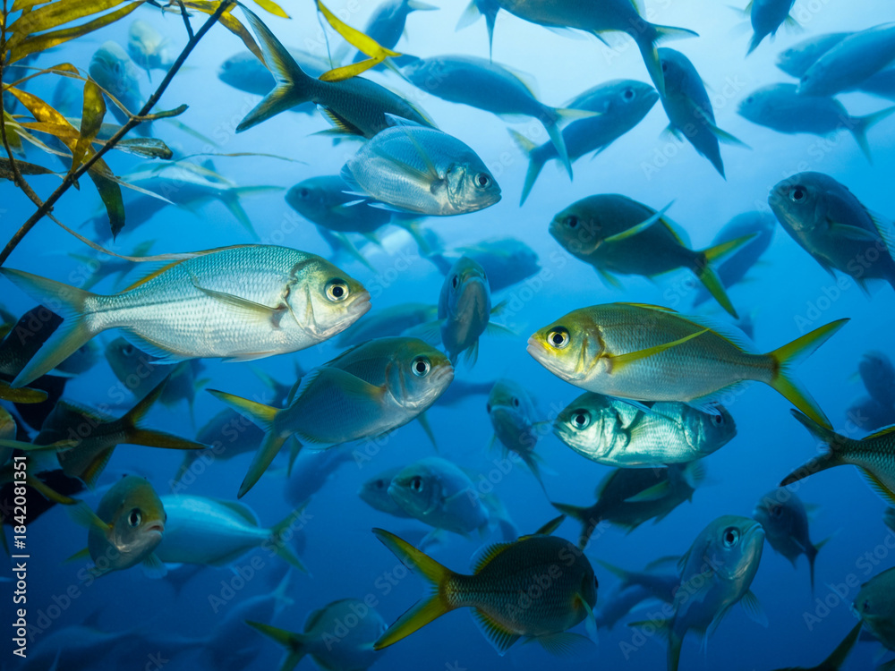 Fototapeta premium School Of Fish Swimming In Blue Ocean Water underwater